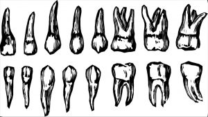 toothtellers
